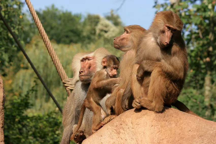 Cologne Zoo Image