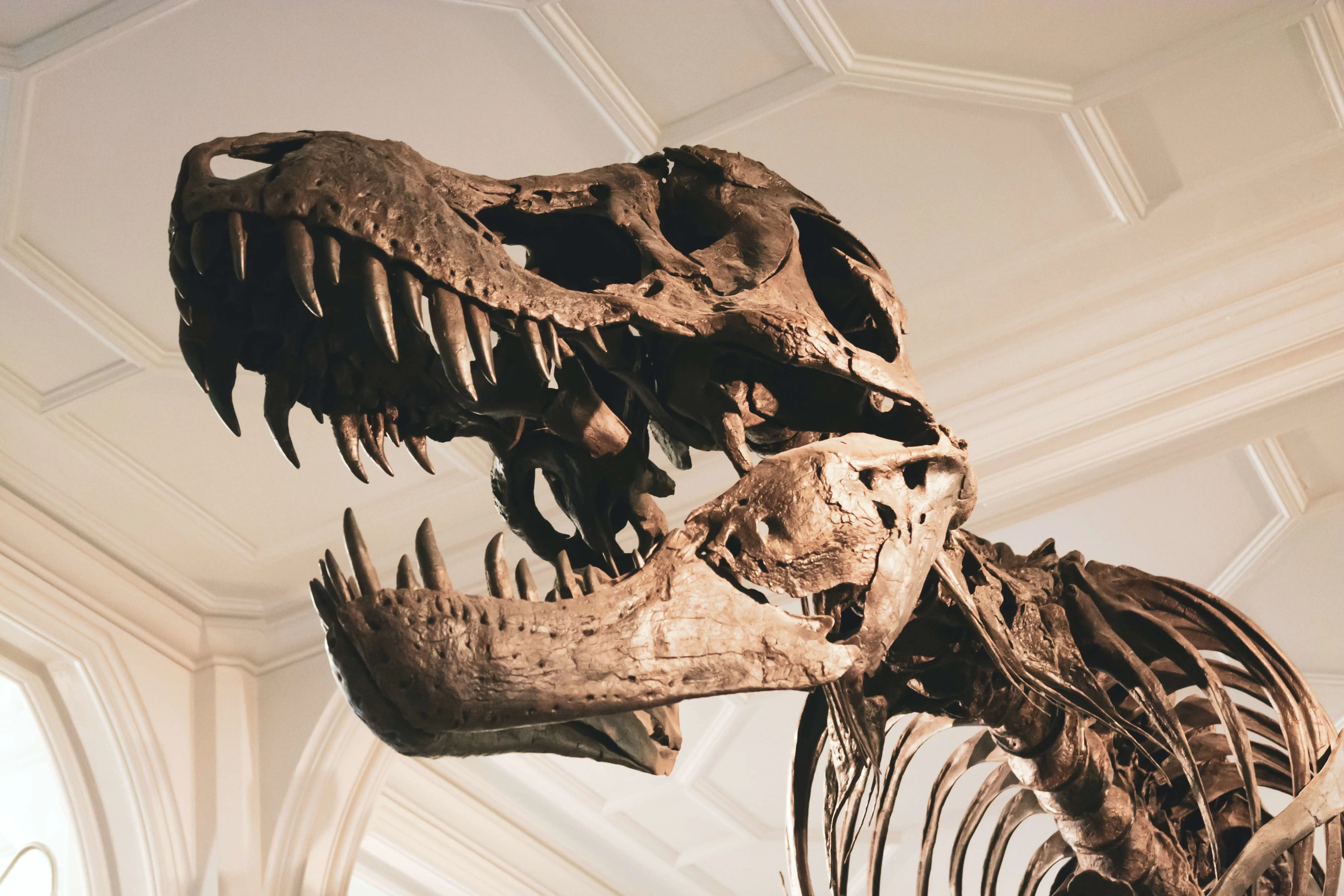 Manchester - Manchester Museum Dinosaur Skeleton