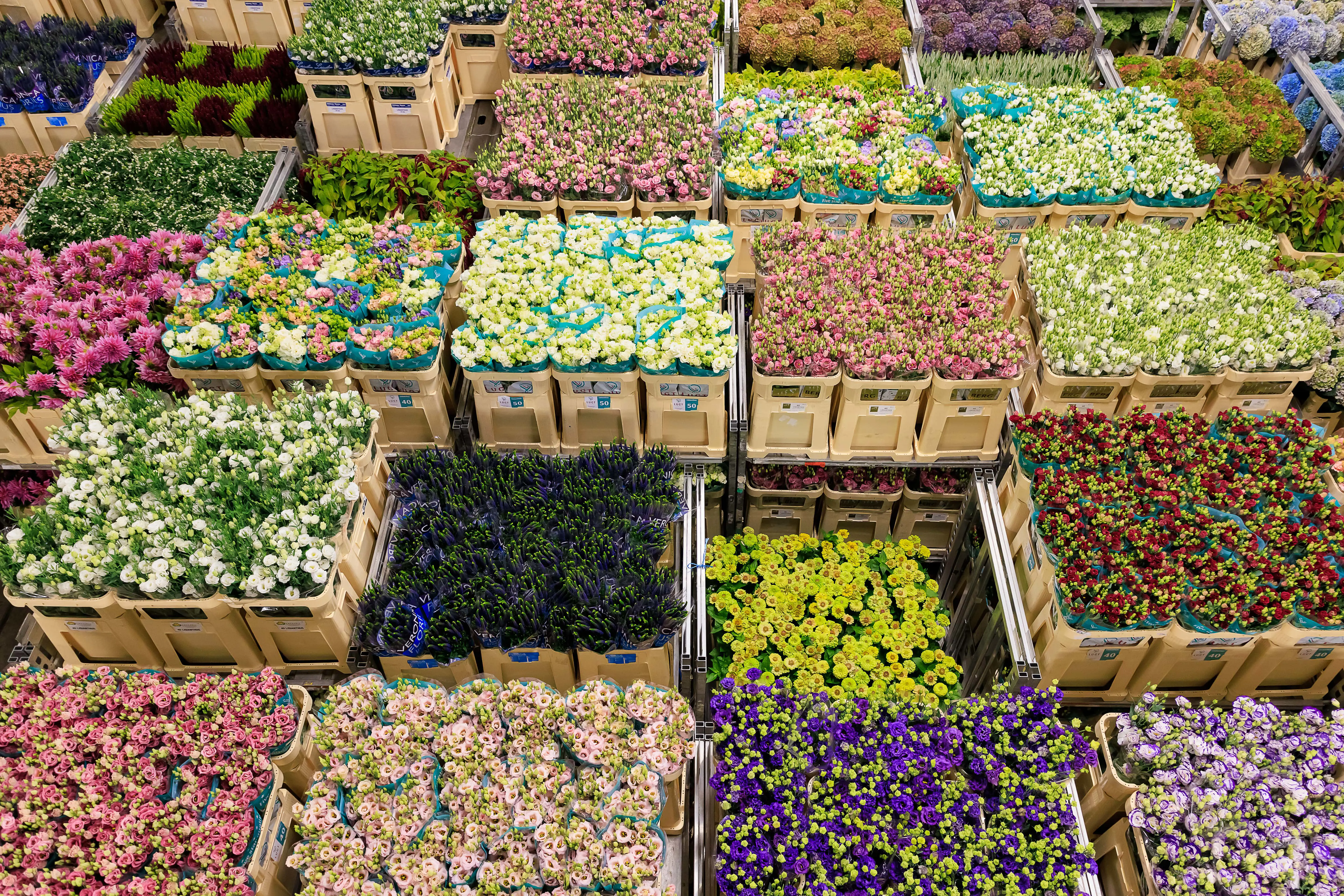 Aalsmeer Flower Auction Amsterdam
