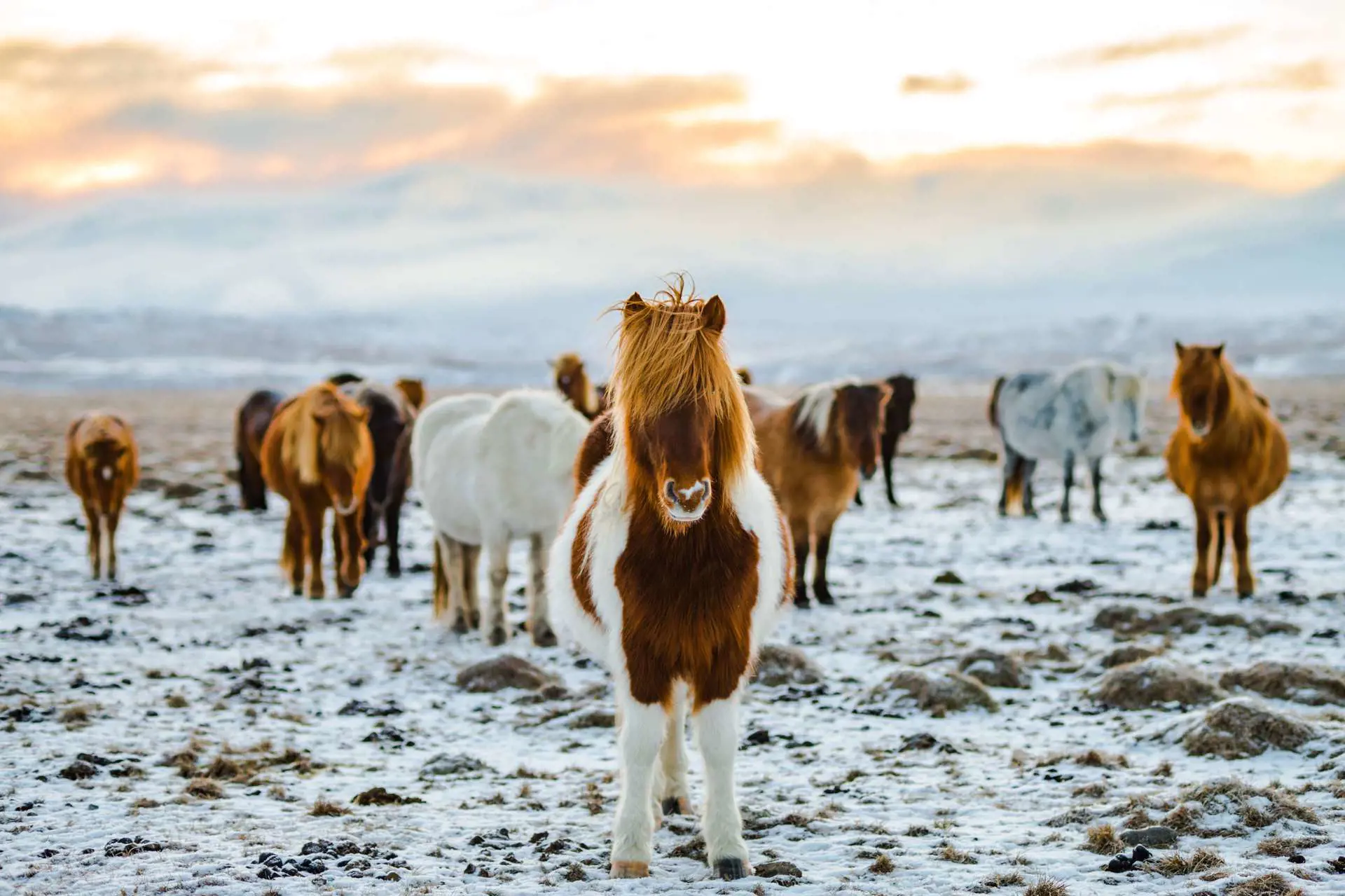 Iceland Wonders Of Reykjanes Horses
