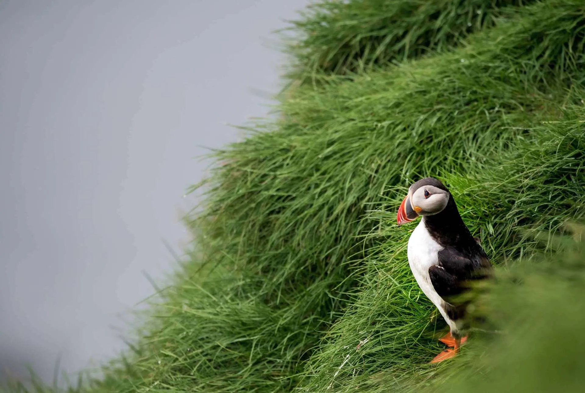 Iceland Westman Islands Puffin