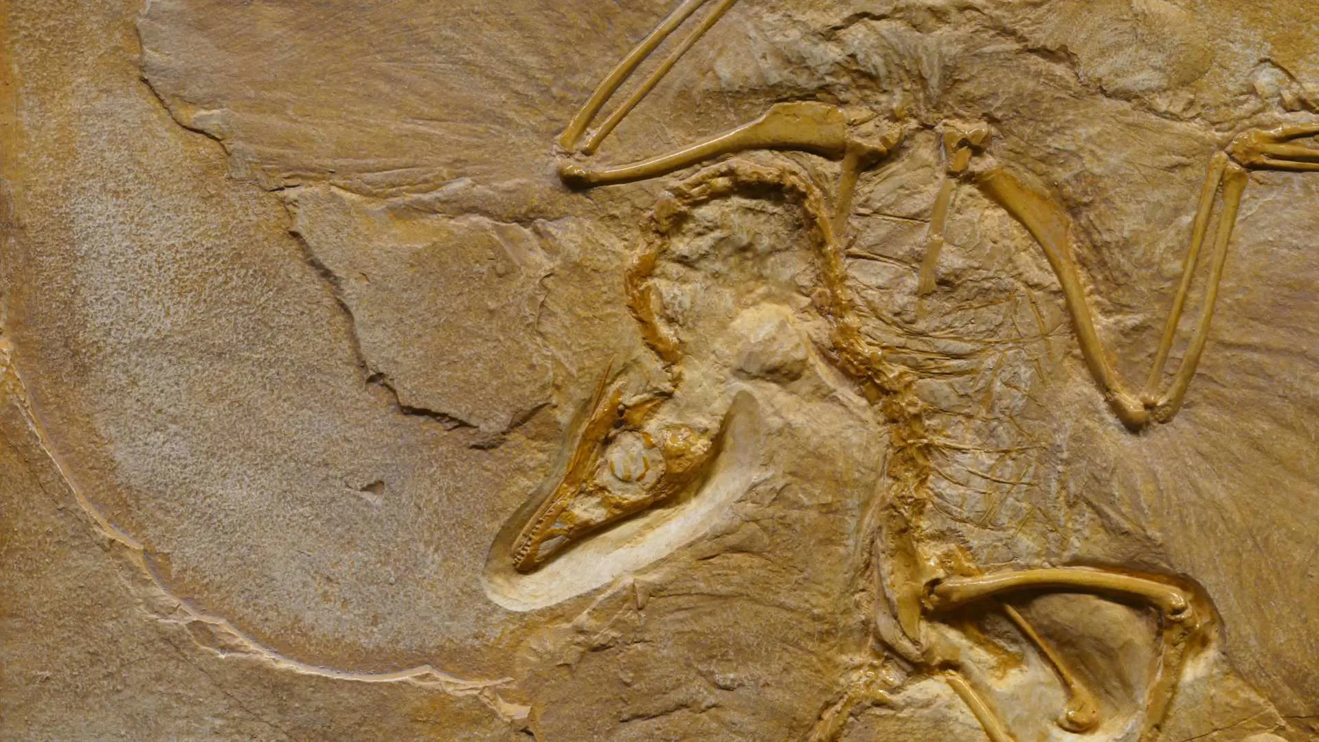 Isle of Wight - Dinosaur Fossils Beach Sand Image