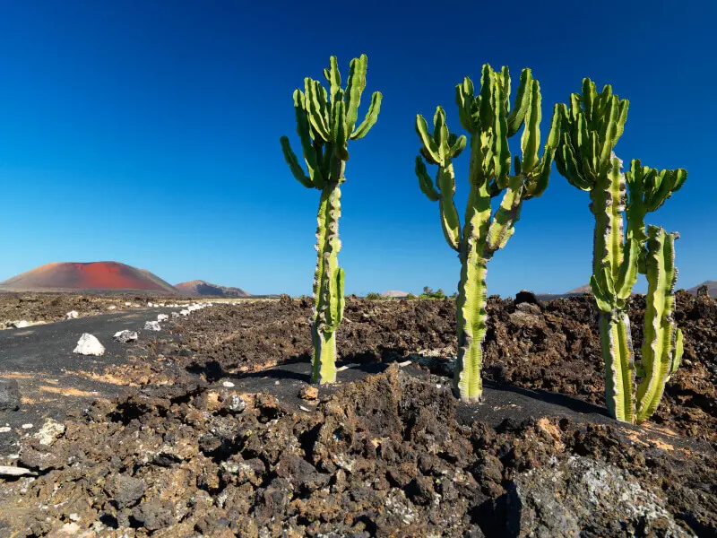 Lanzarote Volcanic Landscape