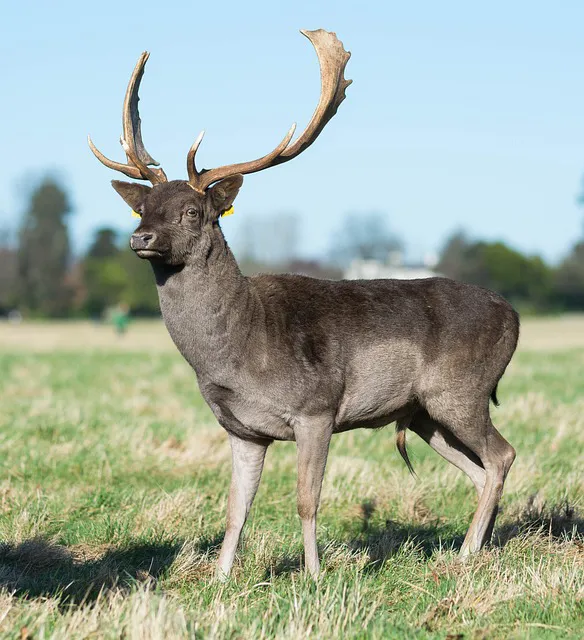 Deer 3478740 640