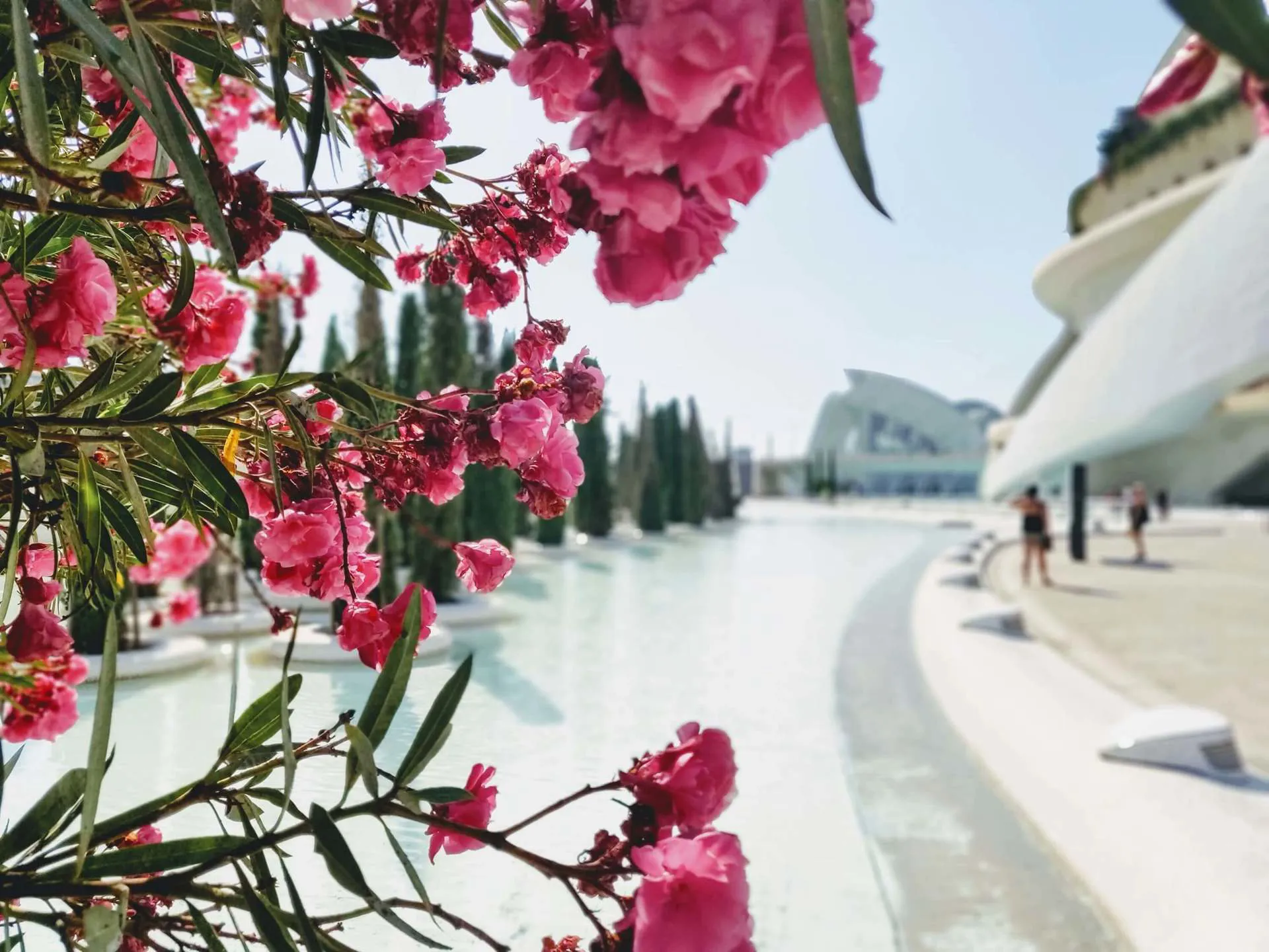 Valencia - City of Arts and Science Cherry Blossom Image